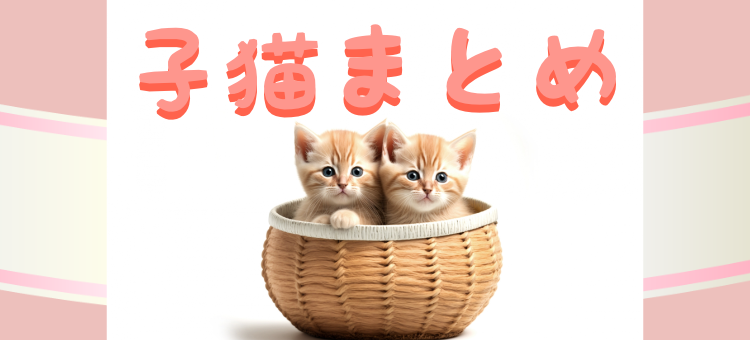 子猫たまりません！
